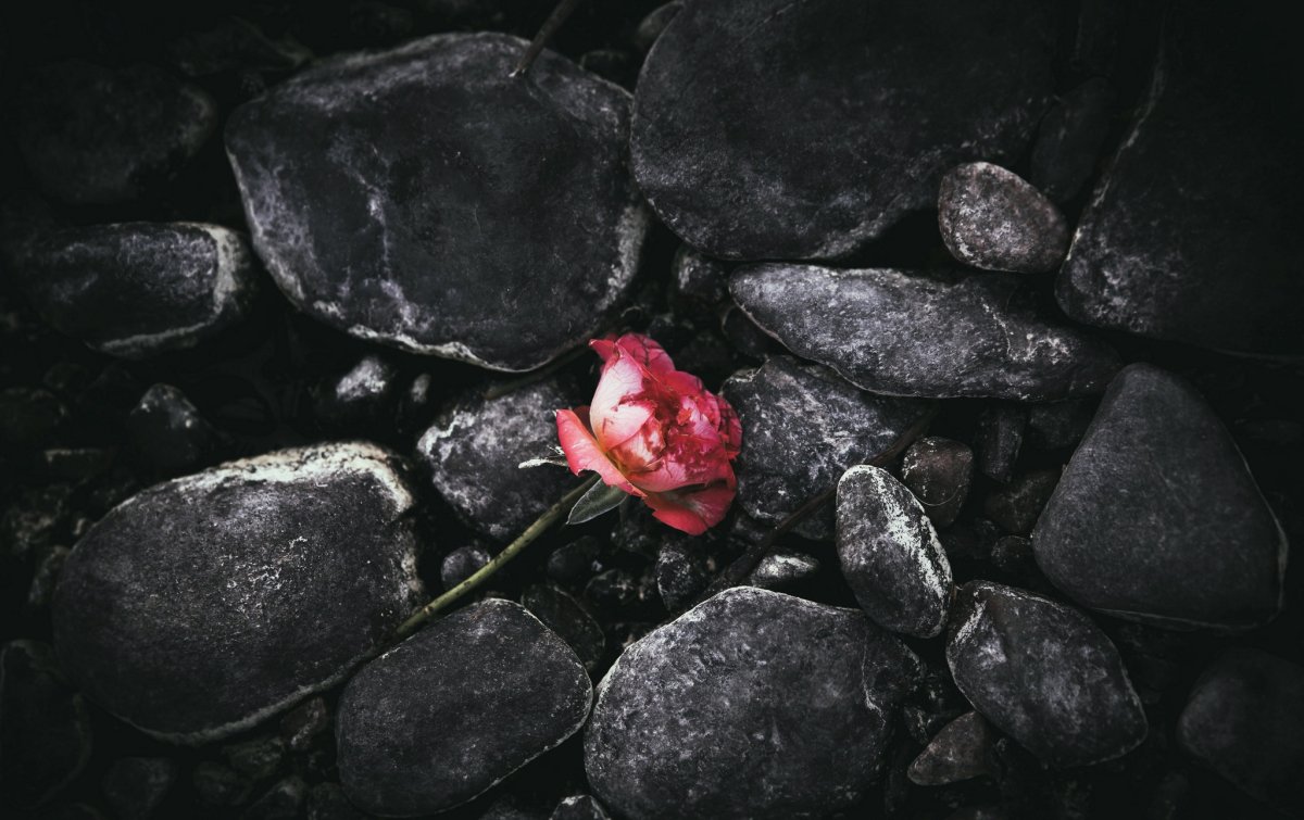 Цветок камень