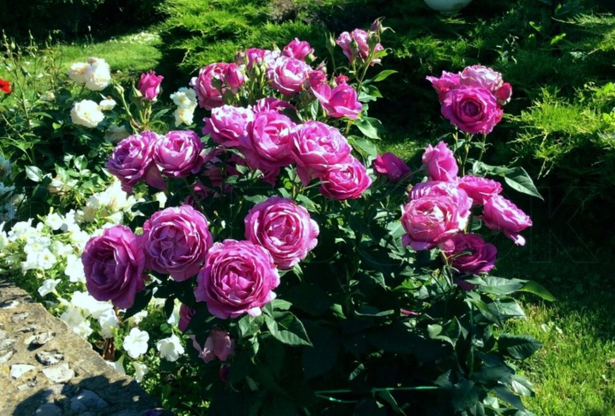 Роза кармен вюрт