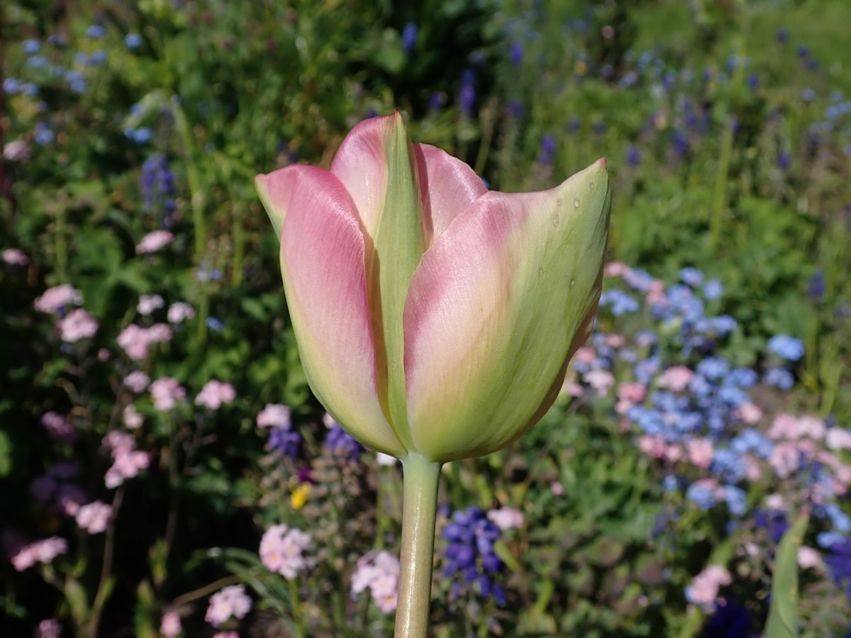 Тюльпан околоцветник
