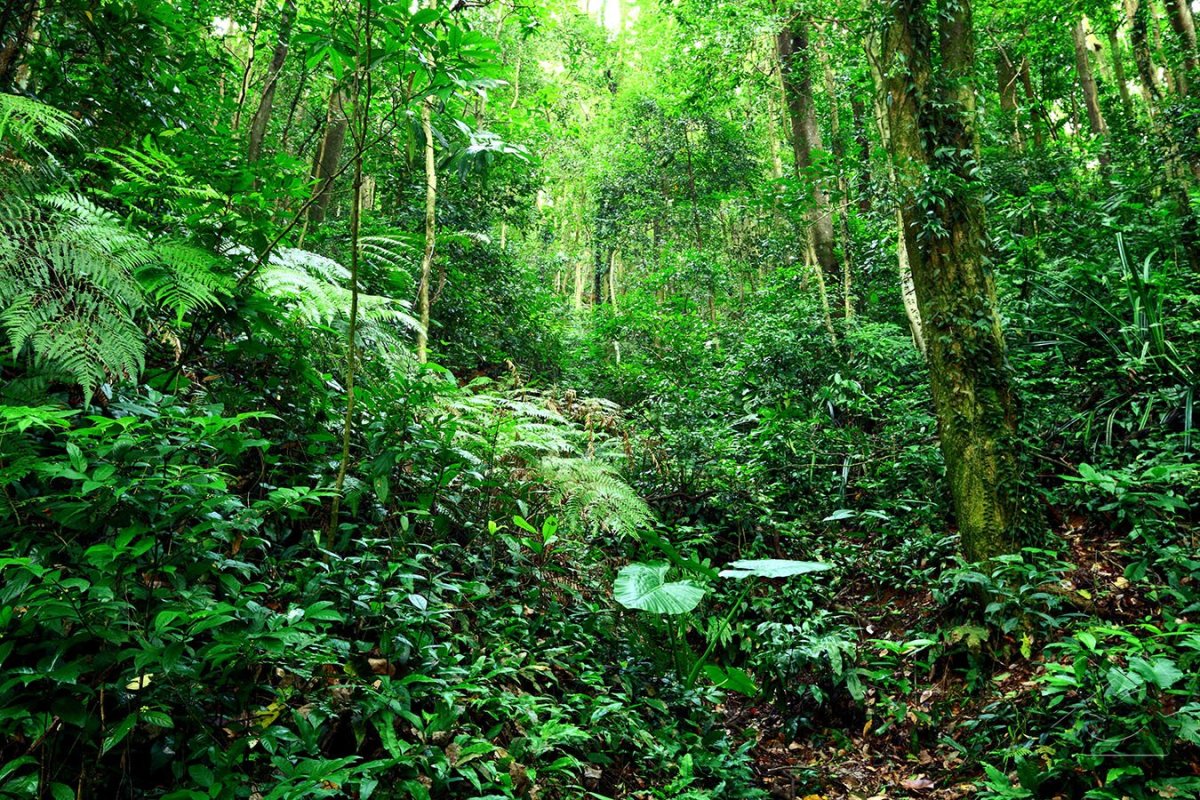 Переменно влажные муссонные леса растения