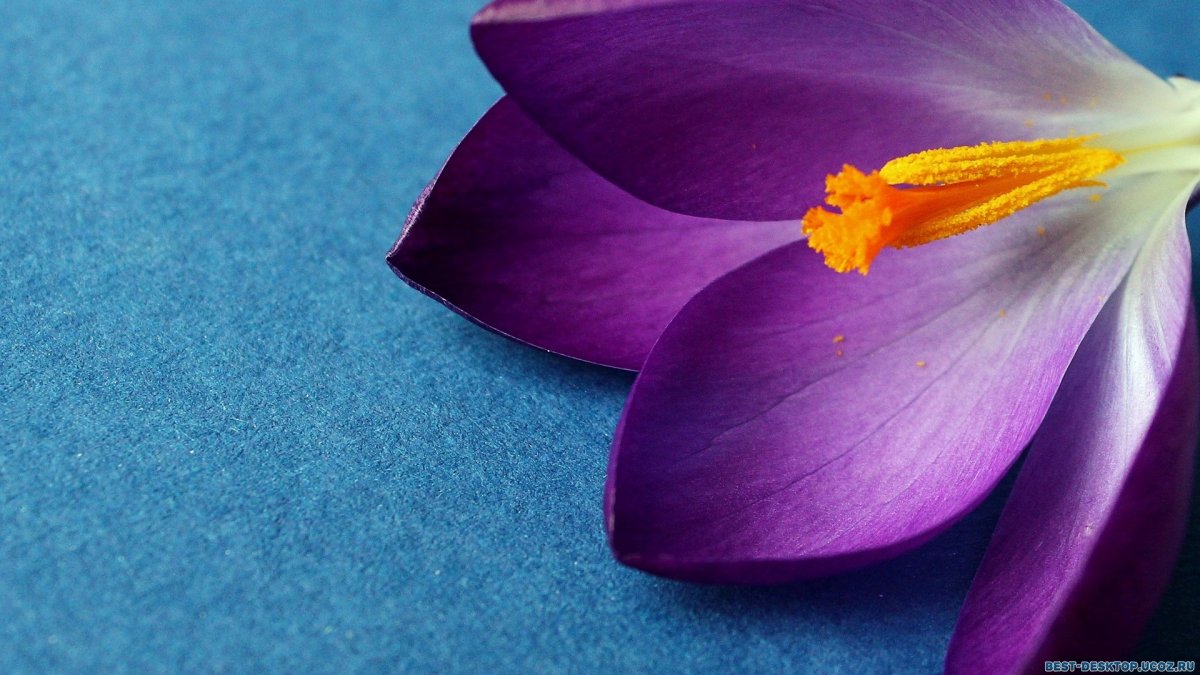 Цветок крокус сити оригами. Крокусы цветы бутоны. Фрезия Крокус. Крокус цветок фиолетовый. Тычинки крокуса.