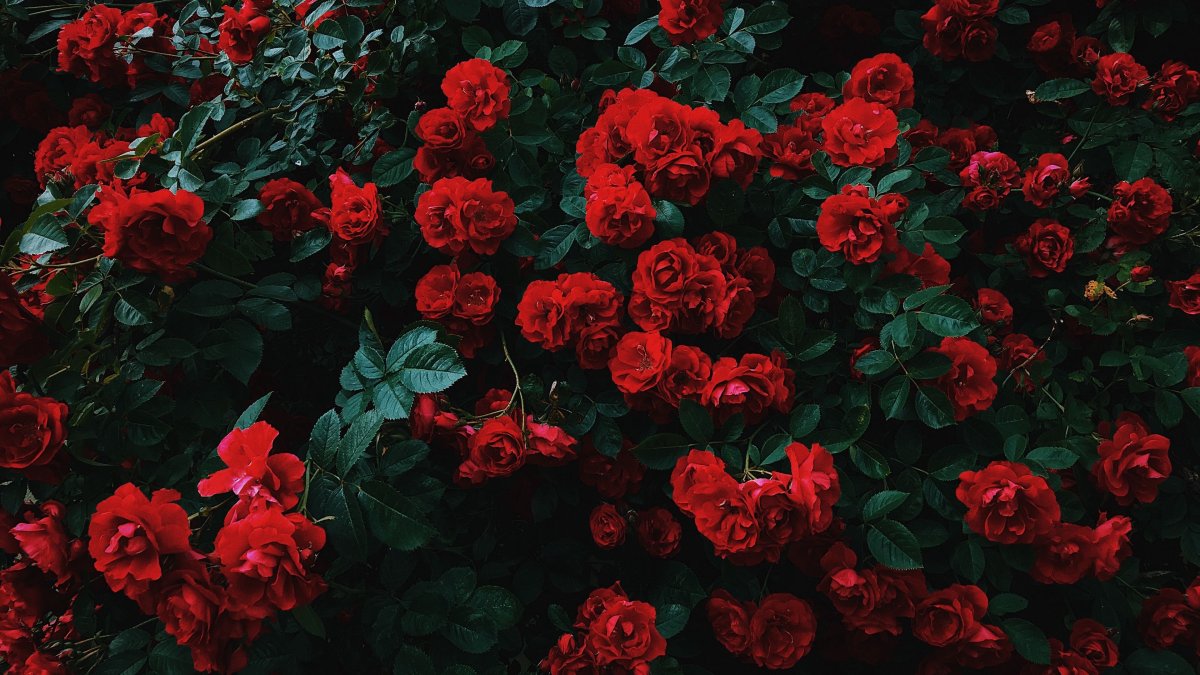Красные розы обои на телефон
