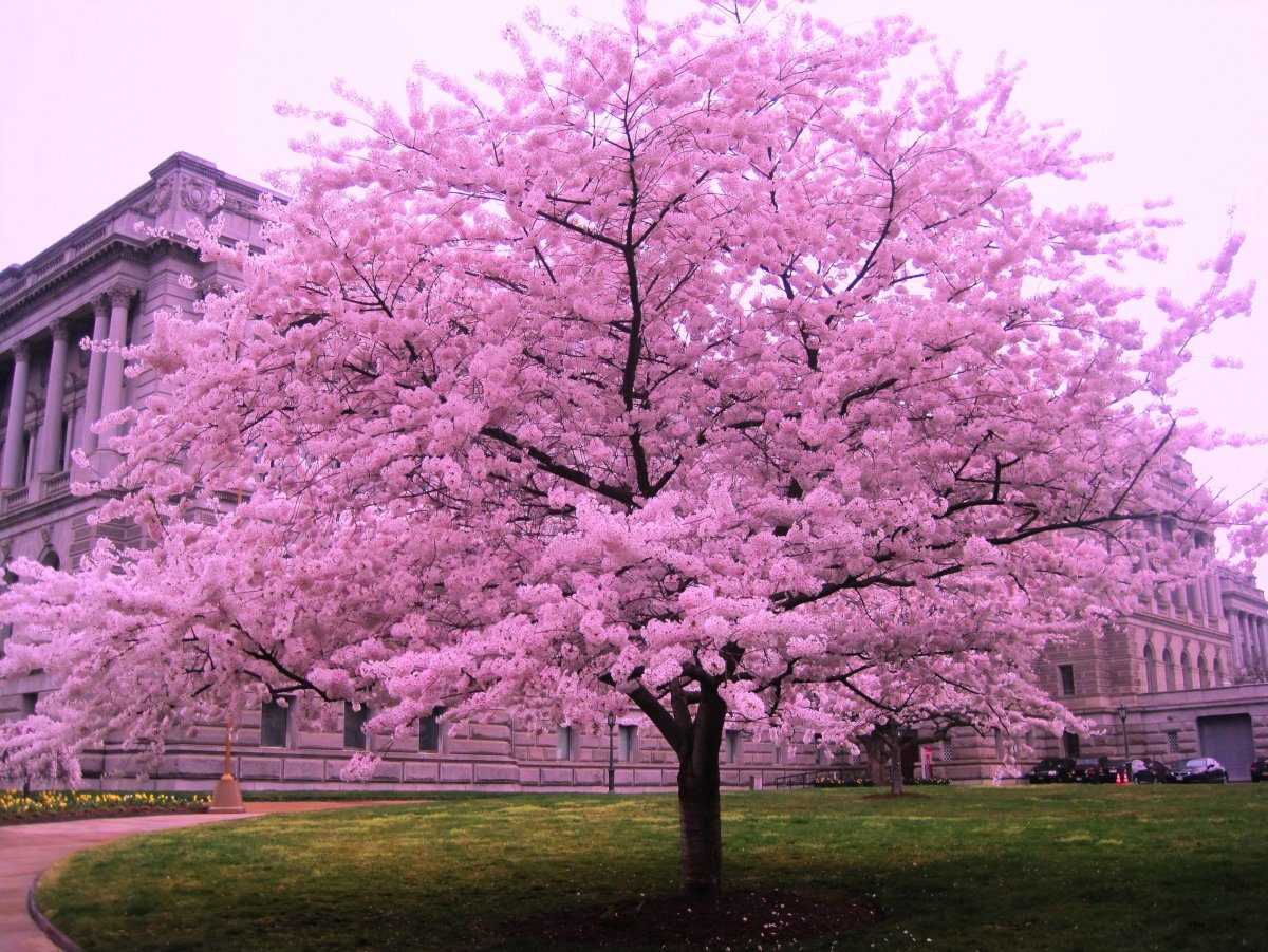 Японское розовое дерево
