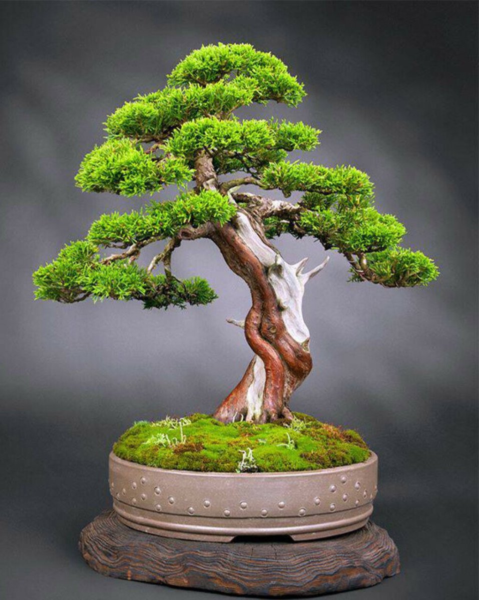 Японское карликовое дерево