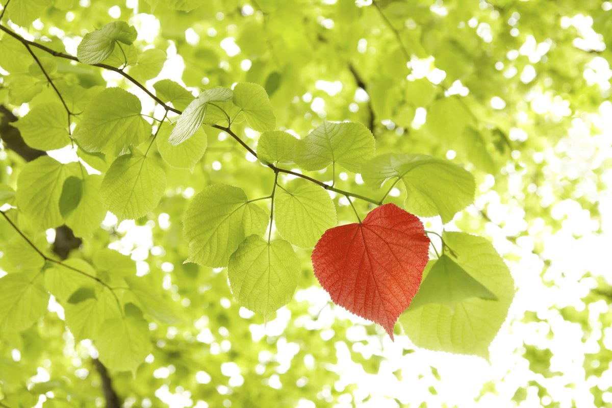 Дерево с листьями в форме сердечка