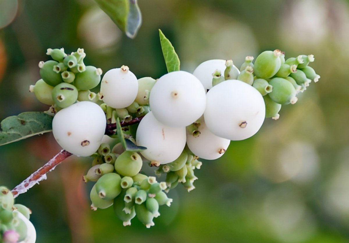 Растение с белыми ягодами