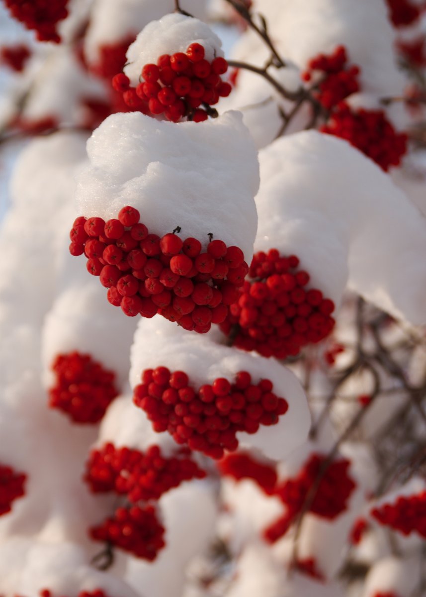 Красные зимние ягоды