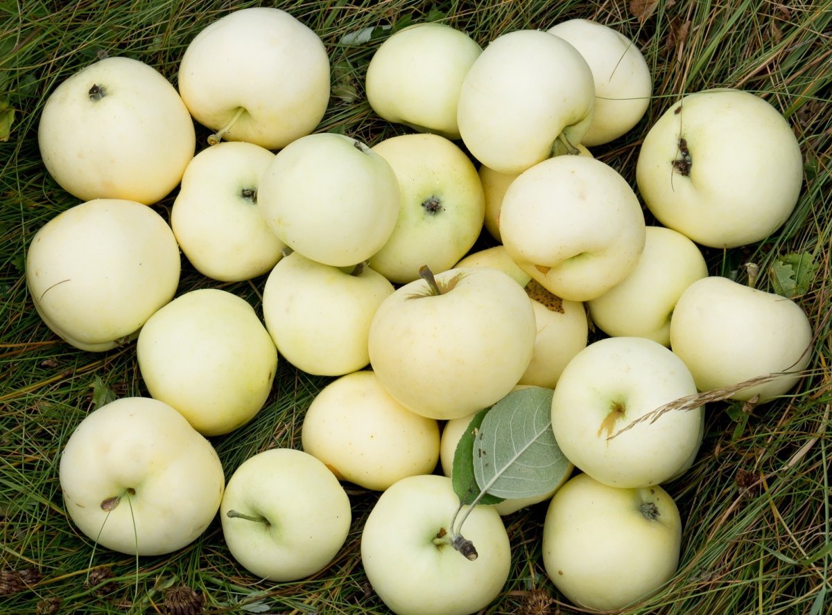 Белые яблоки