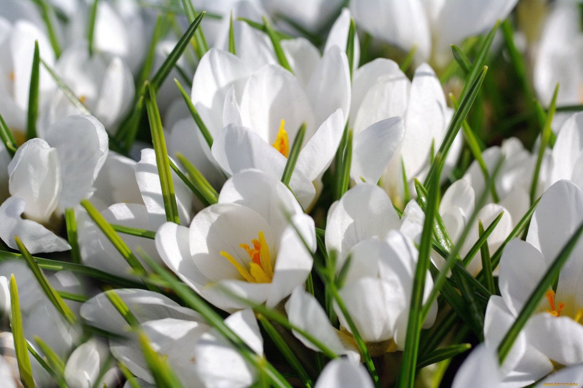 Весенние белые цветочки