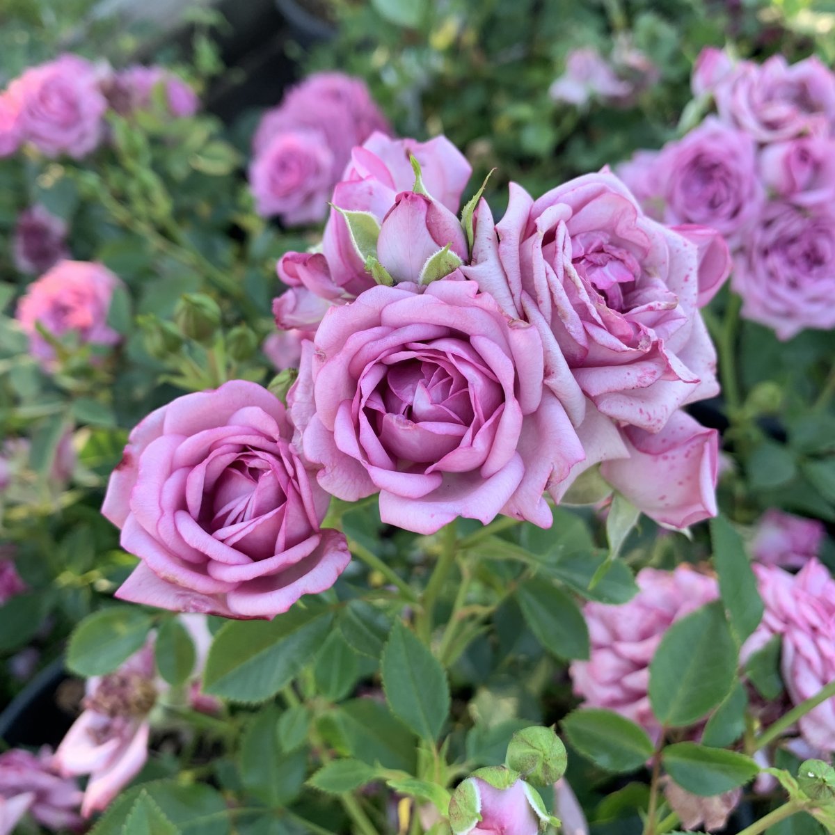 Роза лавендер мейландина