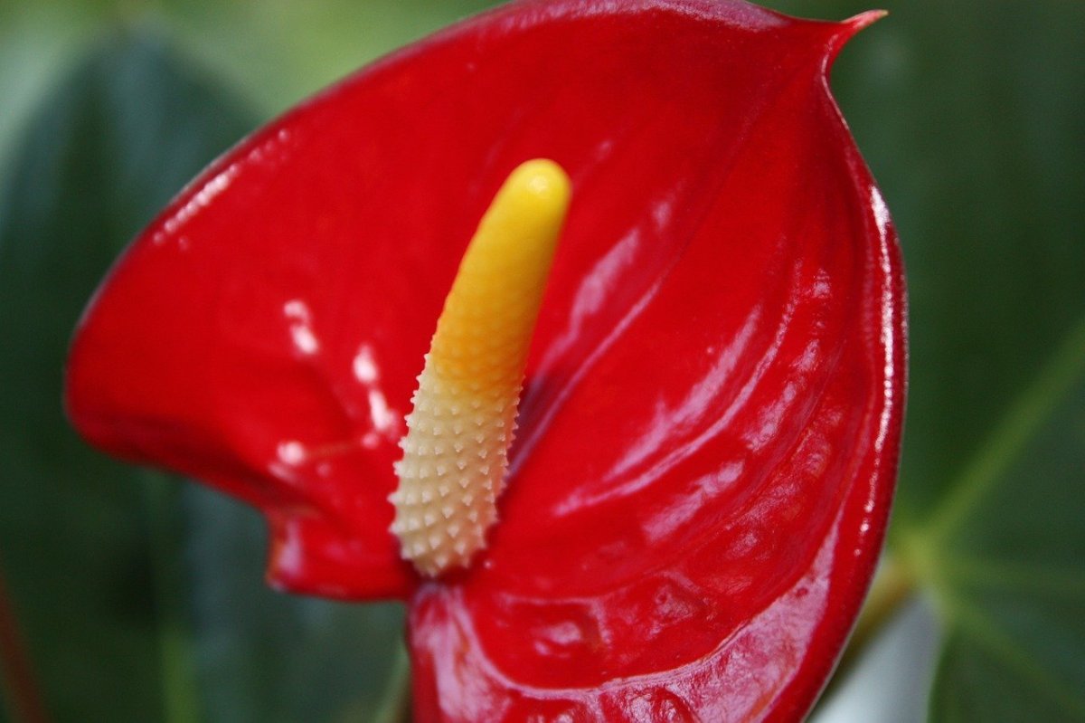 Цветок красный с желтой тычинкой