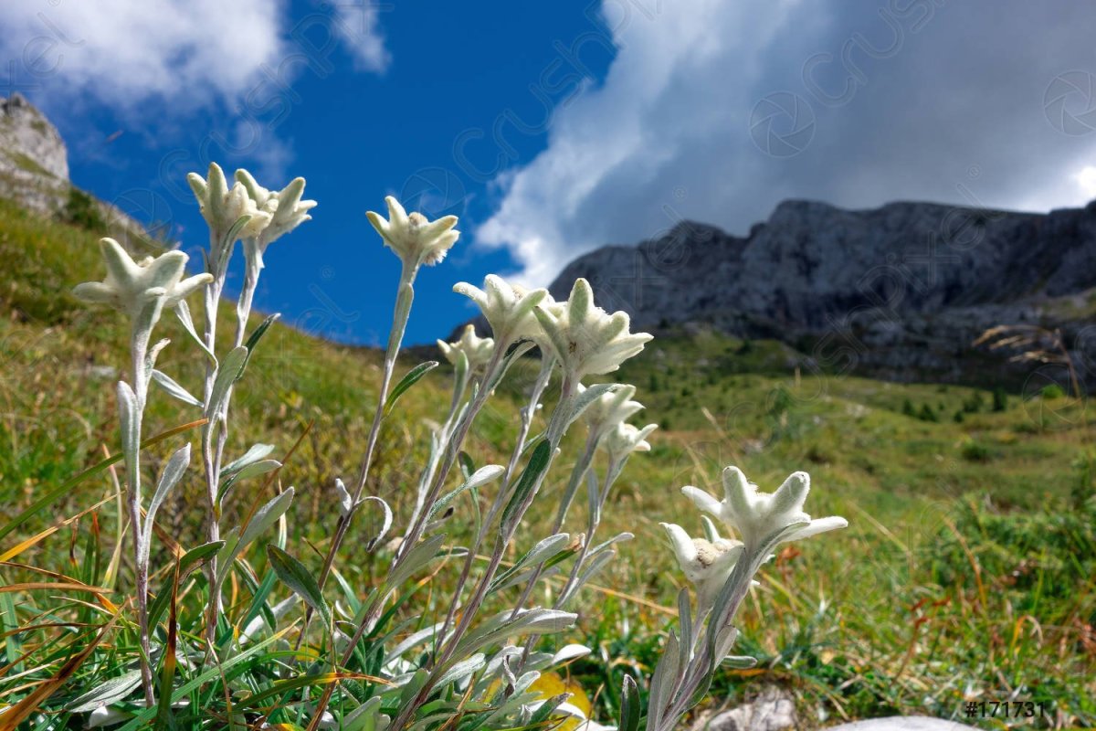 Альпийский цветок