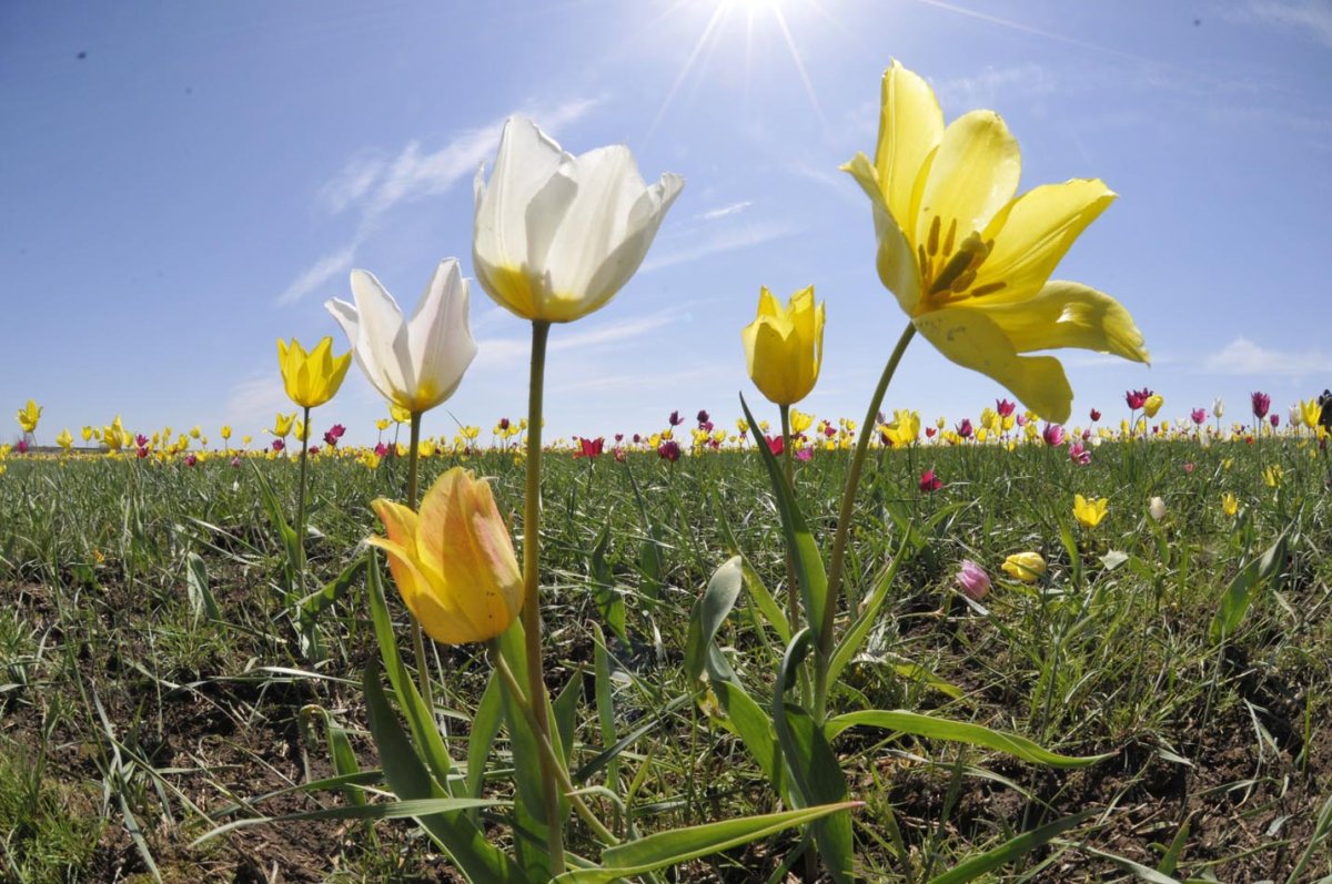 Дикие тюльпаны в саратовской области