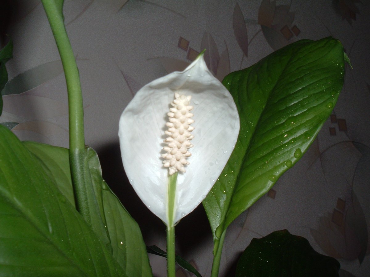 Цветок с большими листьями и белыми цветами