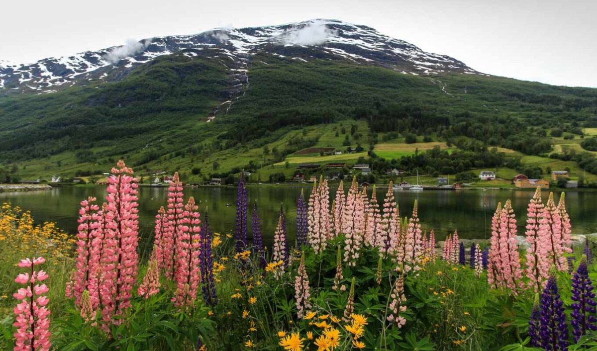 Национальный цветок норвегии