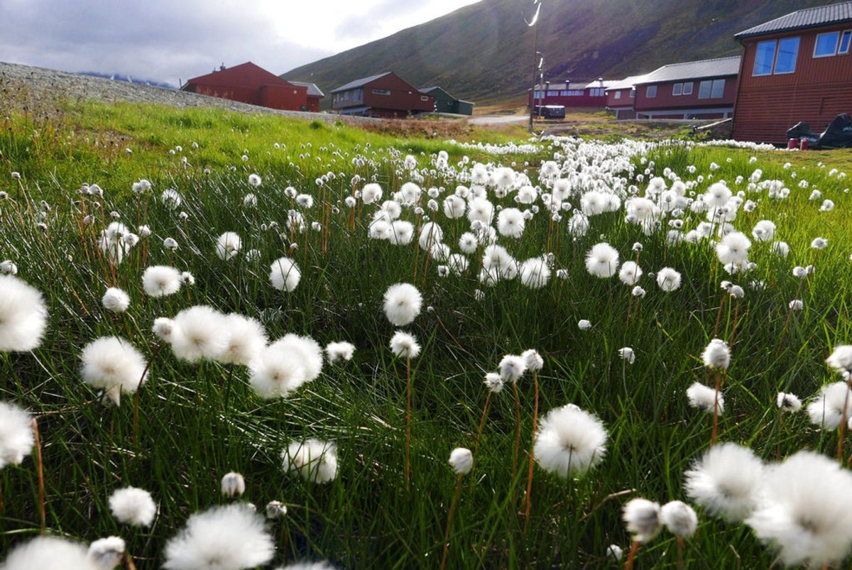 Норвегия апрель. Norway Flower.