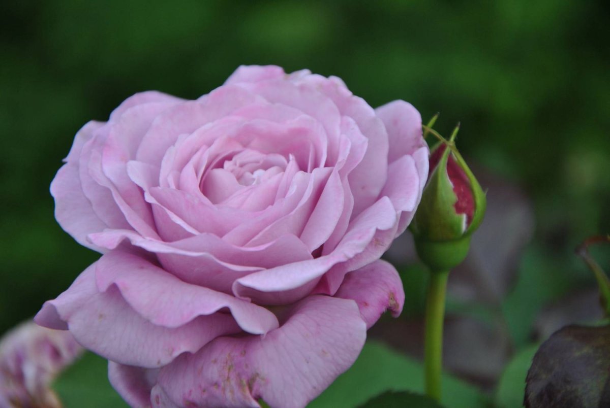 Роза лугдунум