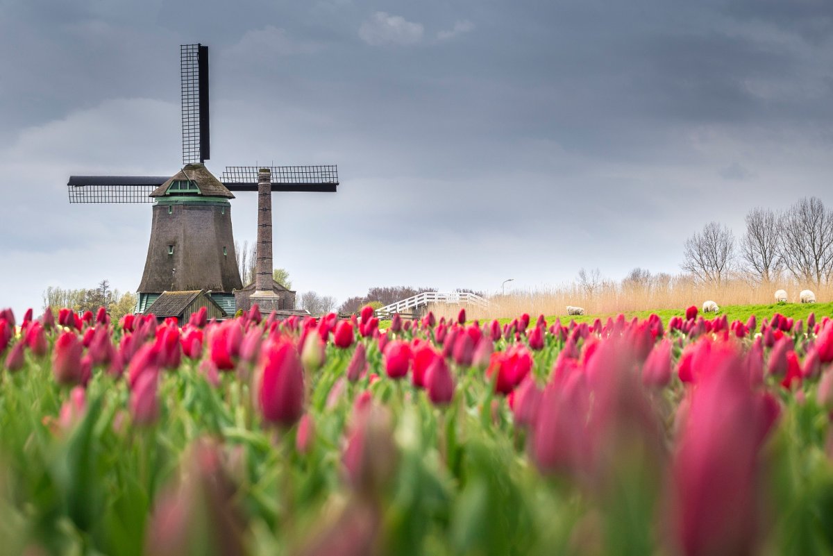 Тюльпаны нидерланды