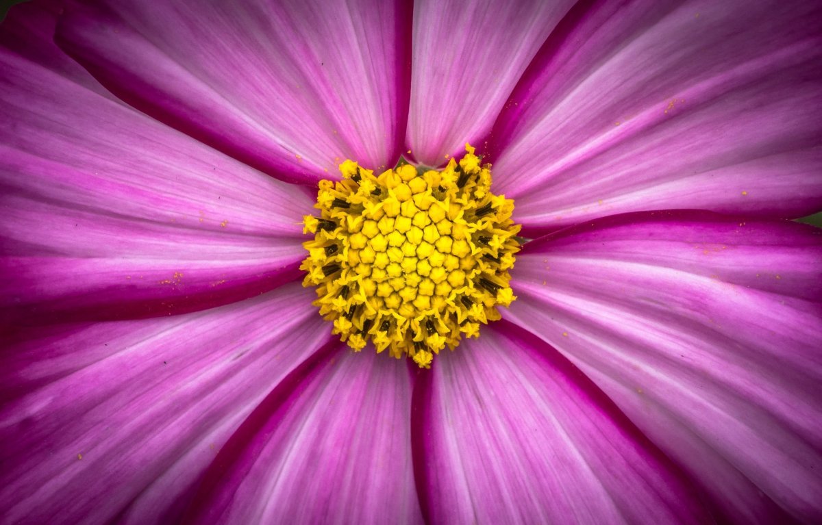 Фиолетовый цветочек