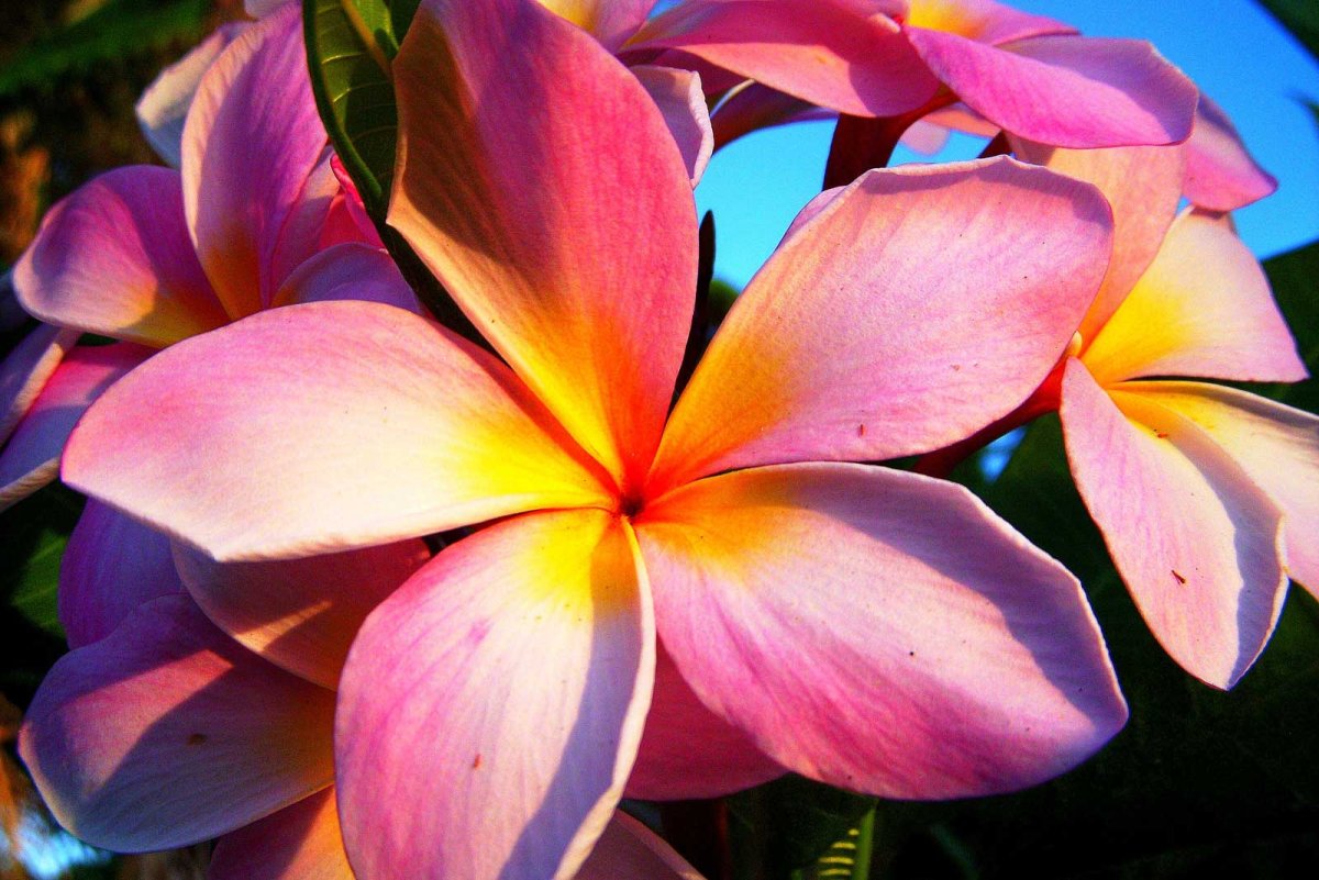 Гавайский цветок