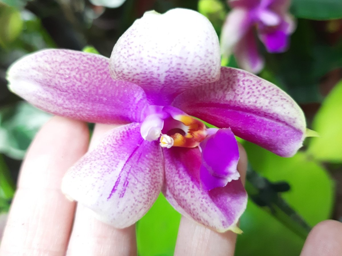 Лиодоро орхидея
