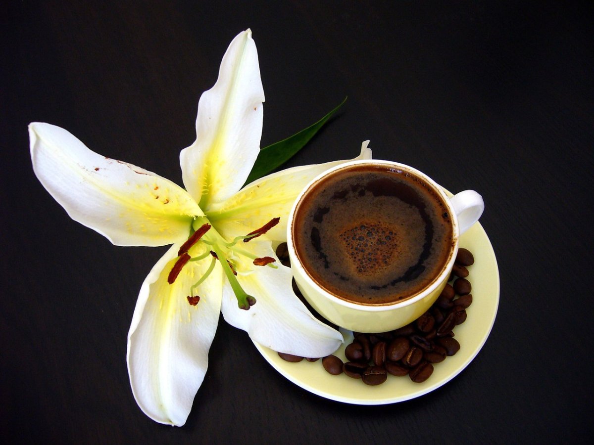 Цветок кофе