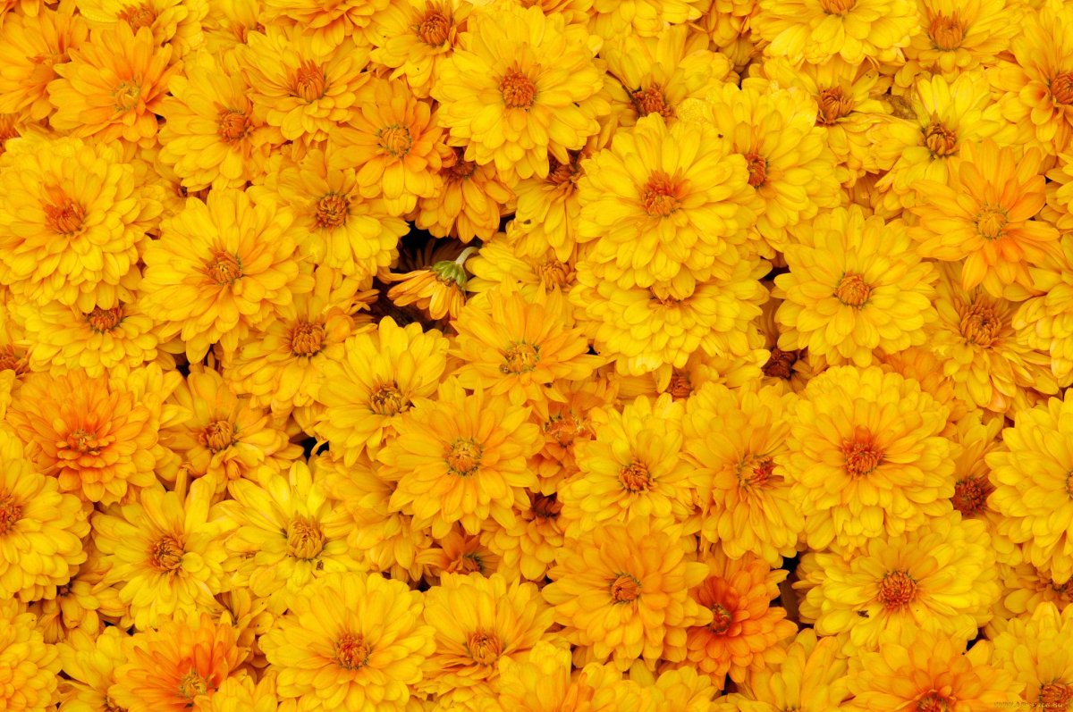 Садовые желтые цветы