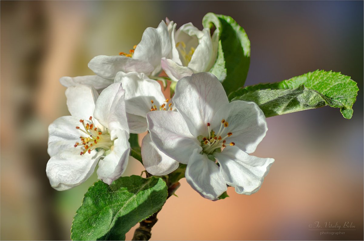 Яблоневый цветок