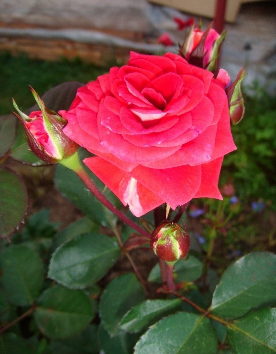 Роза клементина