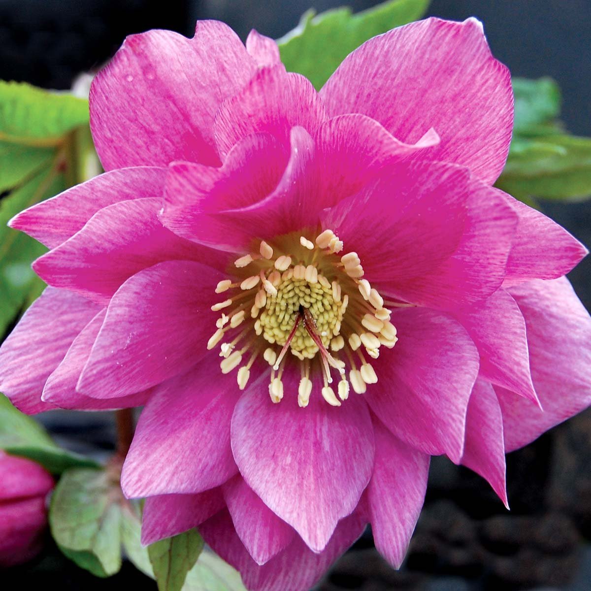 Винтер джевел. Helleborus Christrose Rose de noel. Блаш Винтер Джевел. Villous цветок.