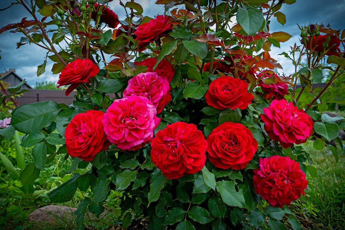 Роза румба флорибунда