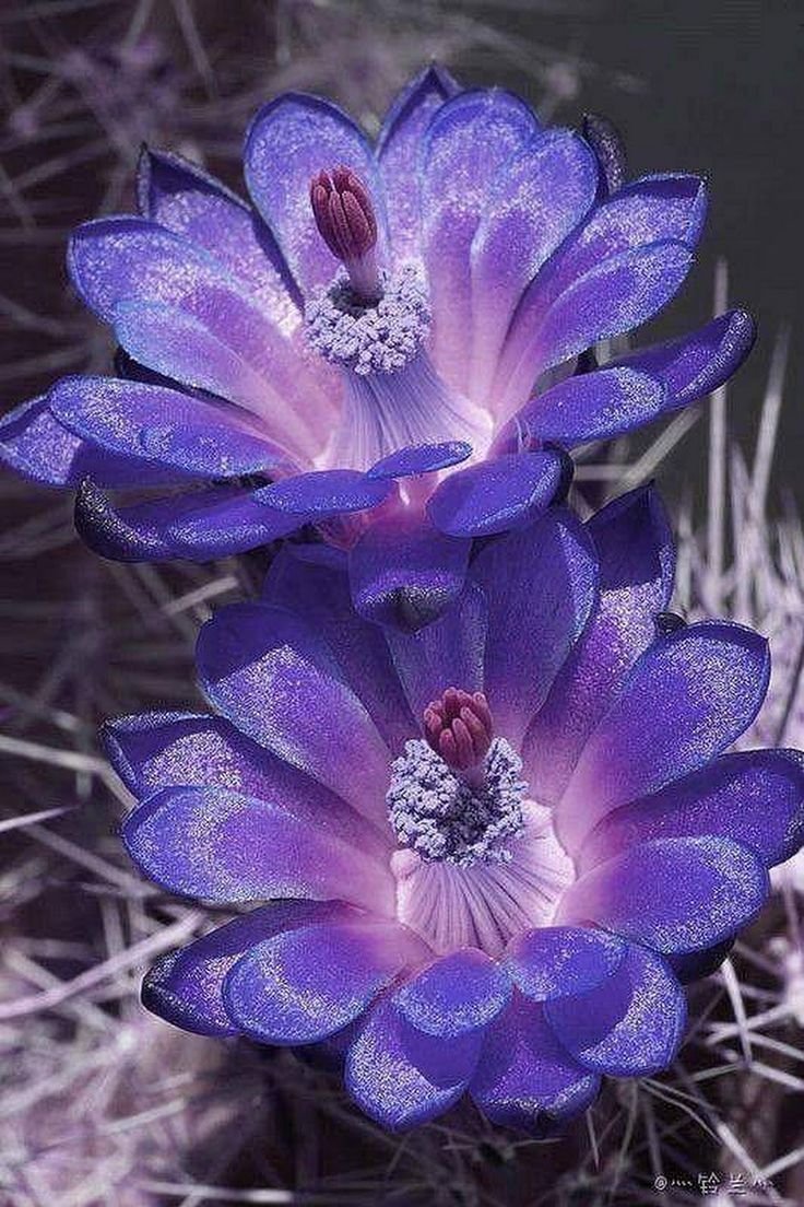 Самый красивый цветок