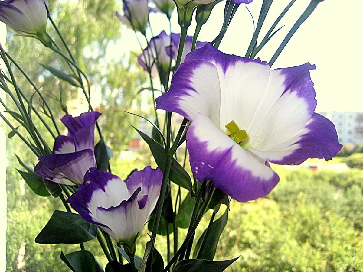 Цветы лизиантусы