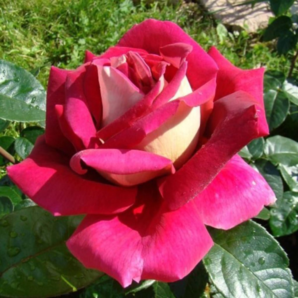 Роза султан