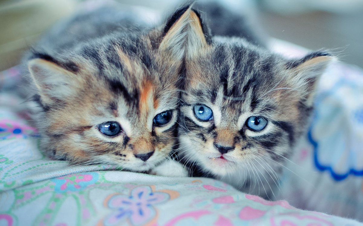Обои милые котята