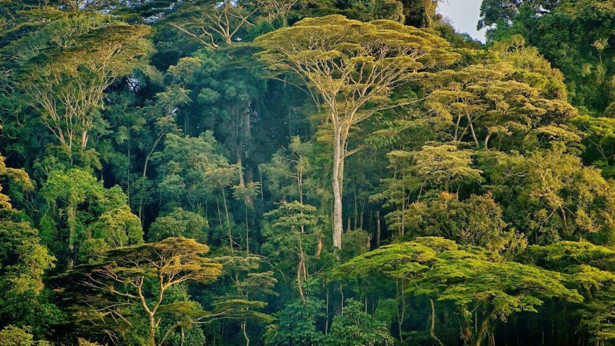 Экваториальный лес южной америки