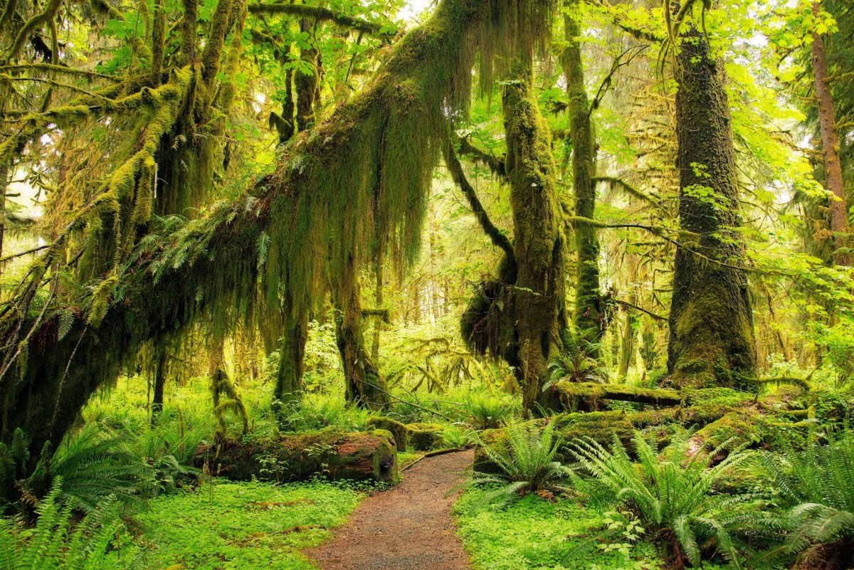 Тропический лес растения