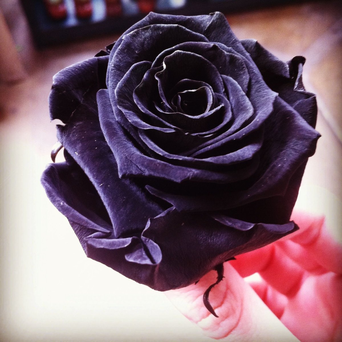 Роза черная королева