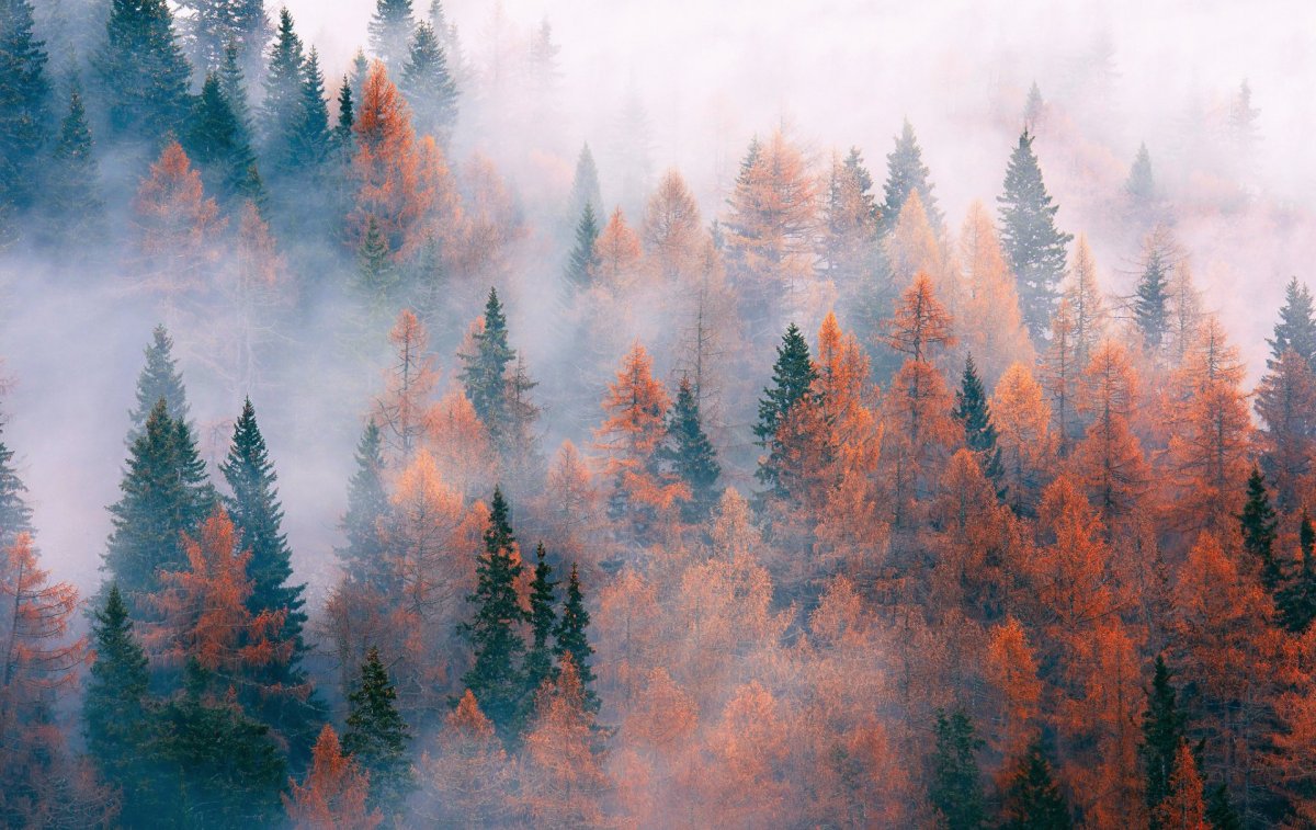 Хвойный лес осенью