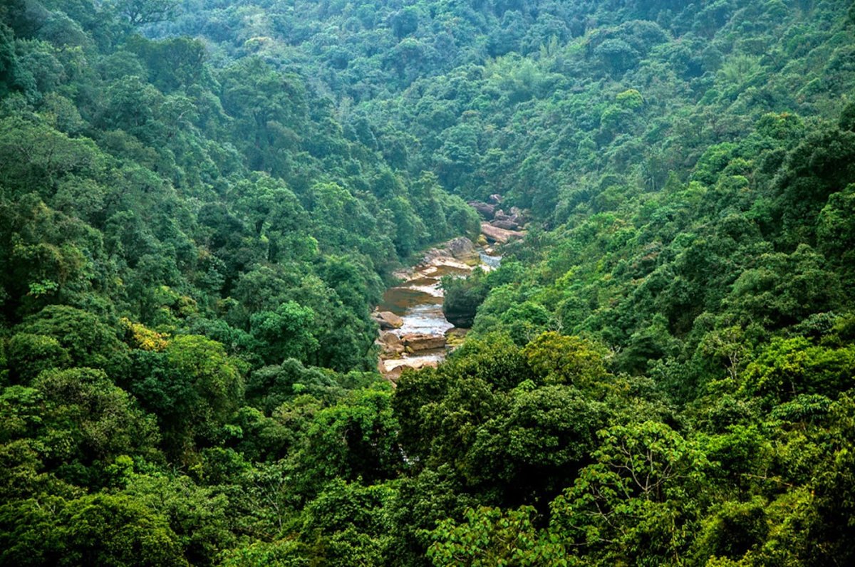 Тропические леса индии