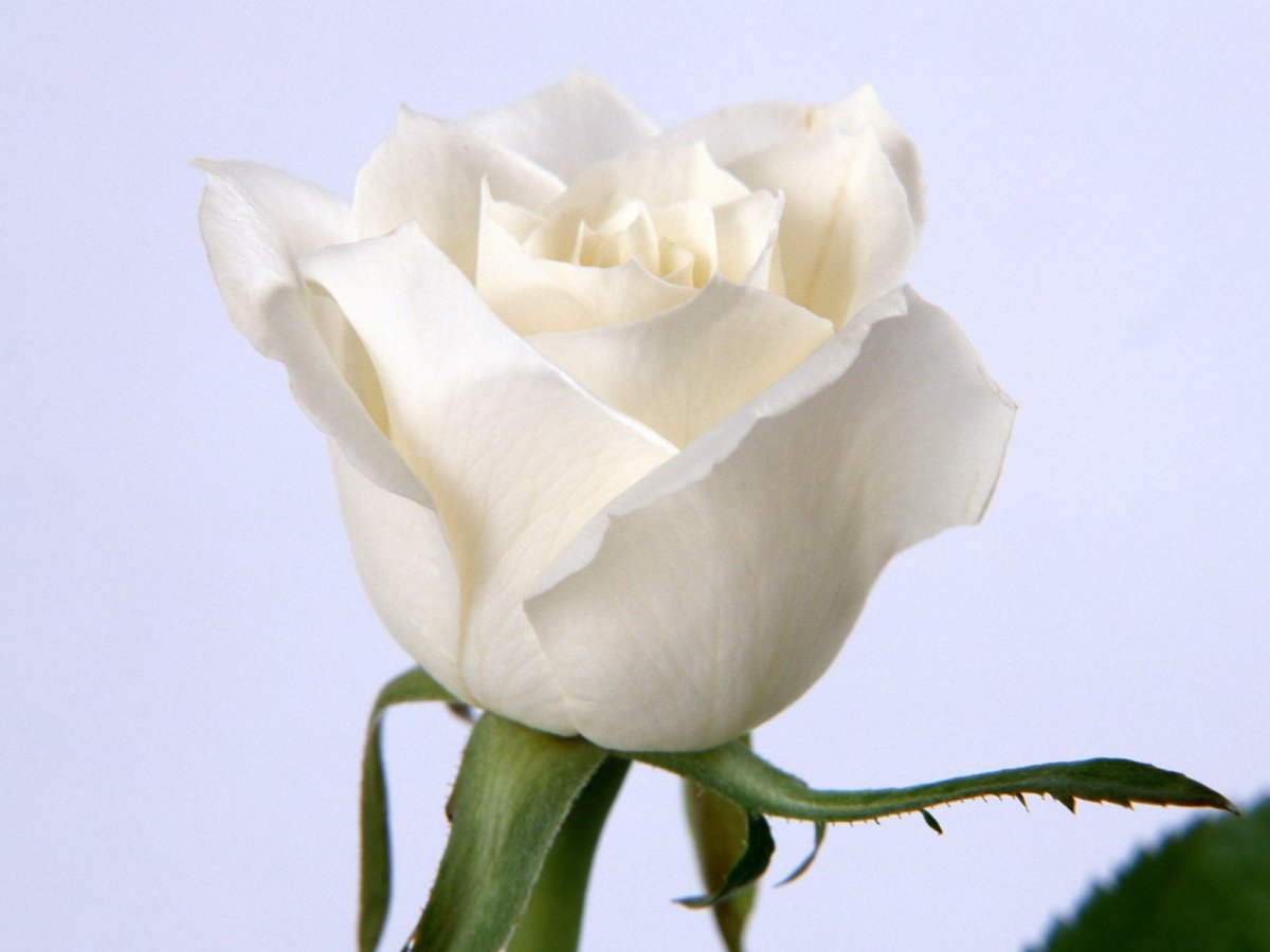 Бледно белые розы