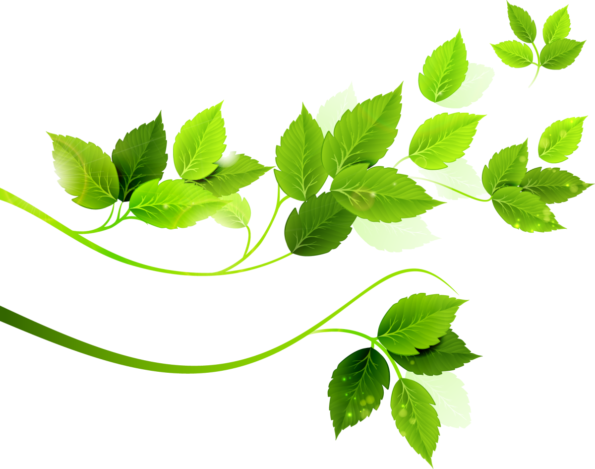 Зеленые листья на белом фоне
