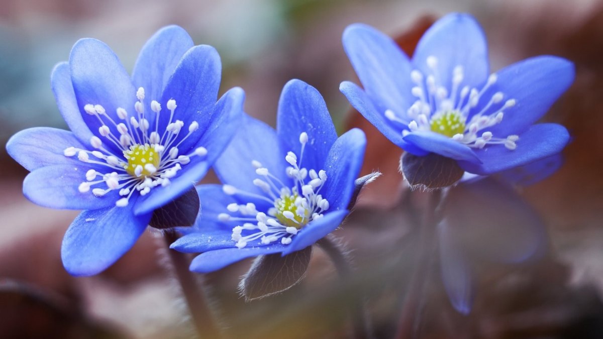 Синие цветочки ранней весной