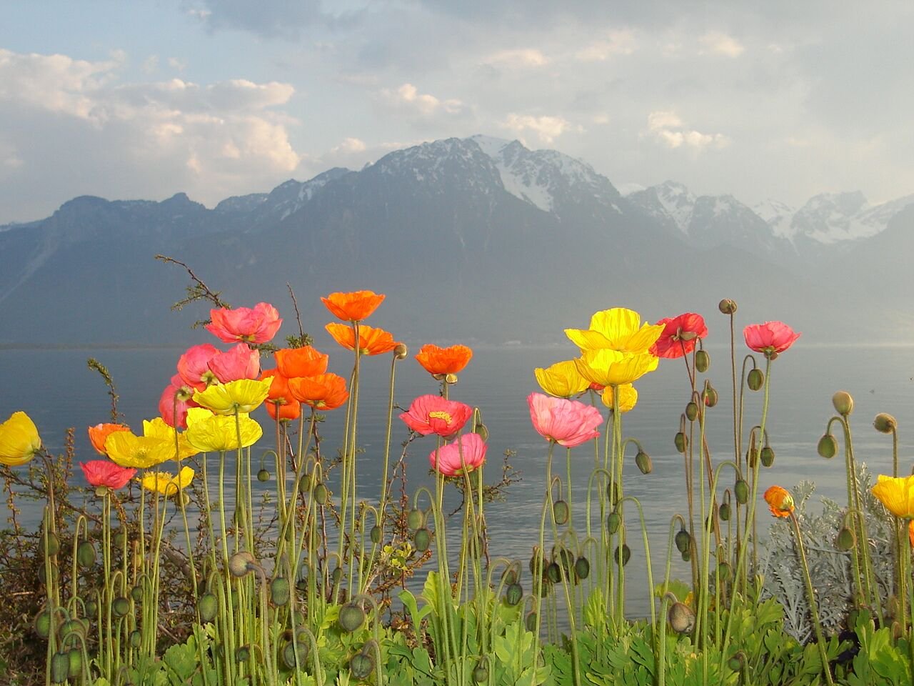 Мак арканес. Мак Альпийский Papaver alpinum. Мак голостебельный Атлант. Мак Сибирский голостебельный. Мак многолучевой Papaver multiradiatum.