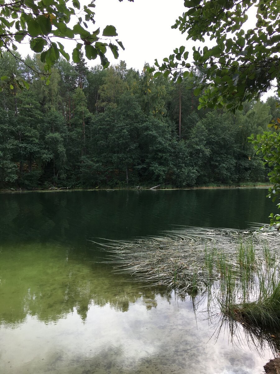 Лесное озеро сестрорецк
