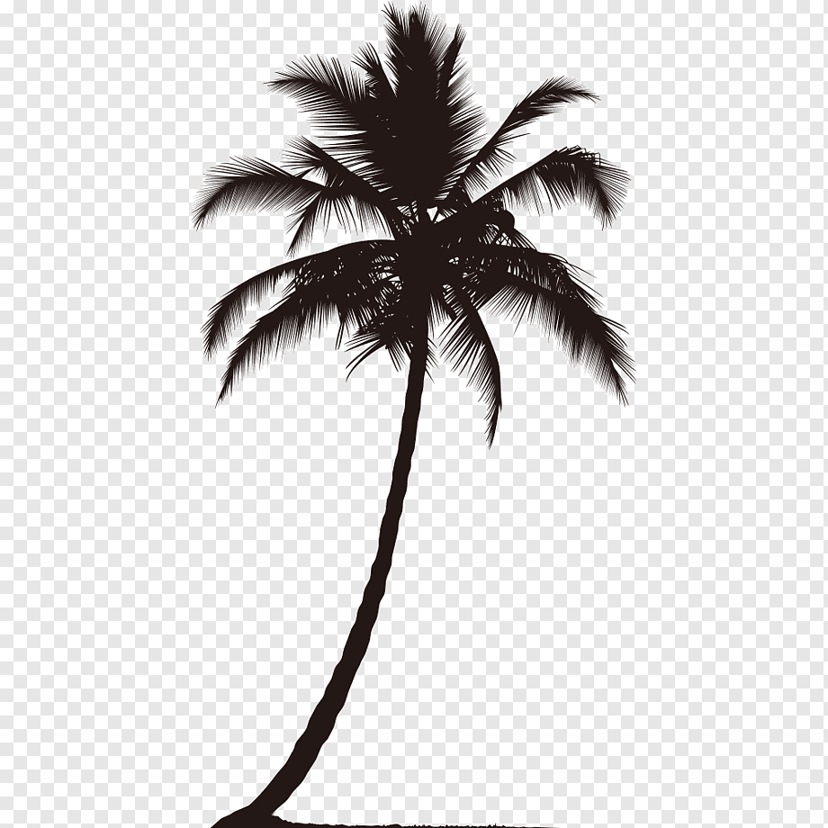 Пальма на белом фоне