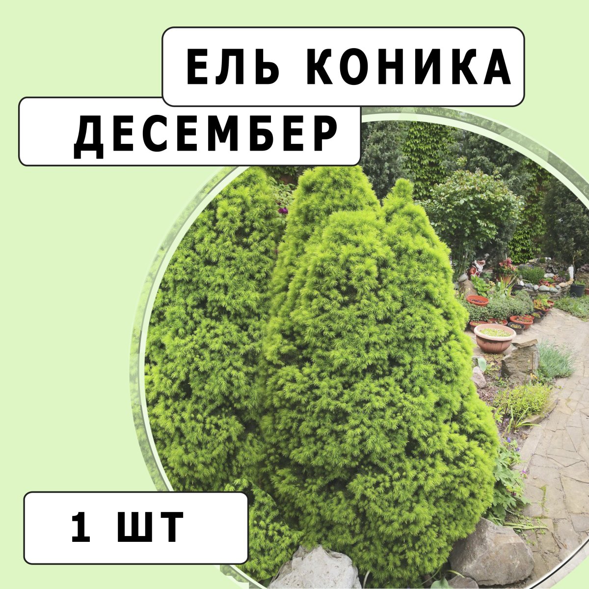 Ель коника