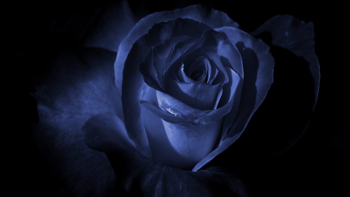 Роза на темном фоне