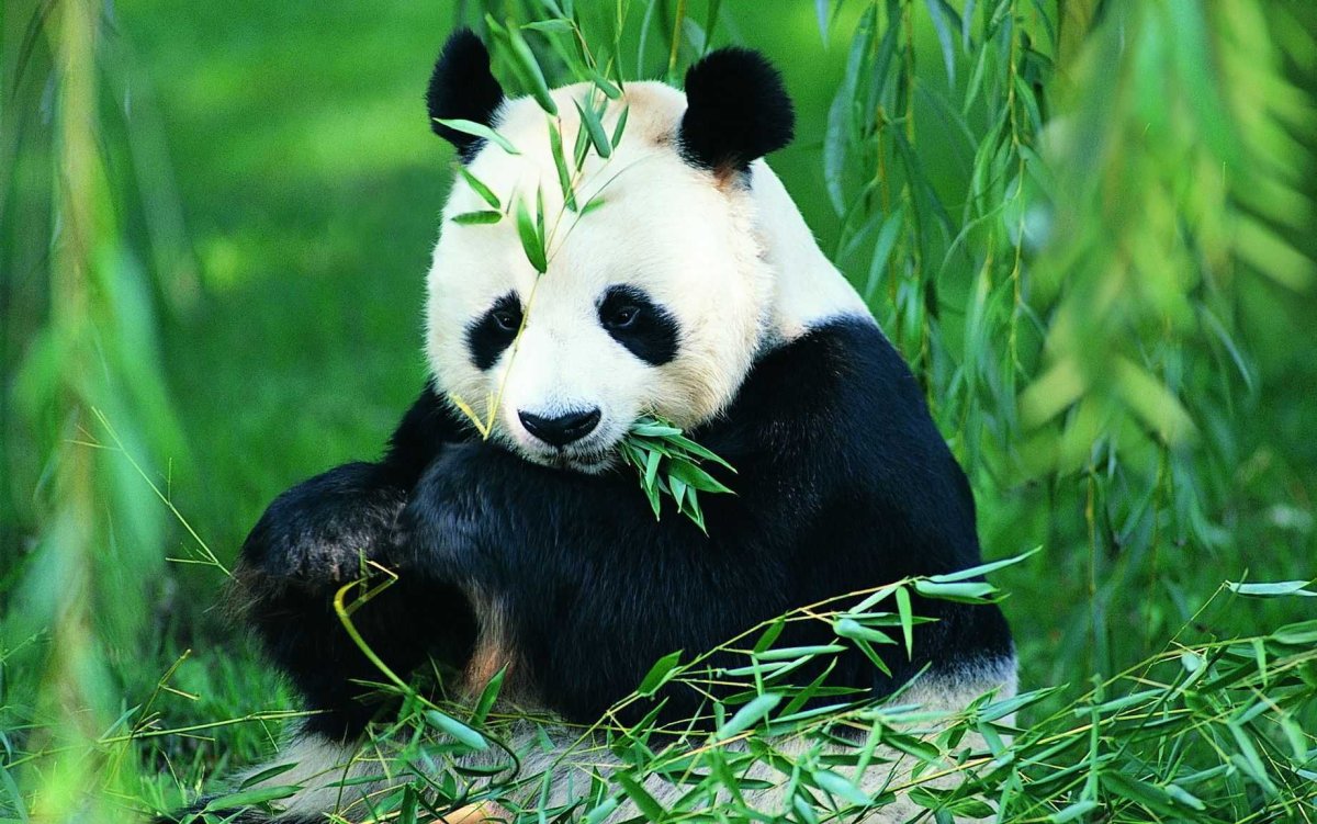 Панды в дикой природе