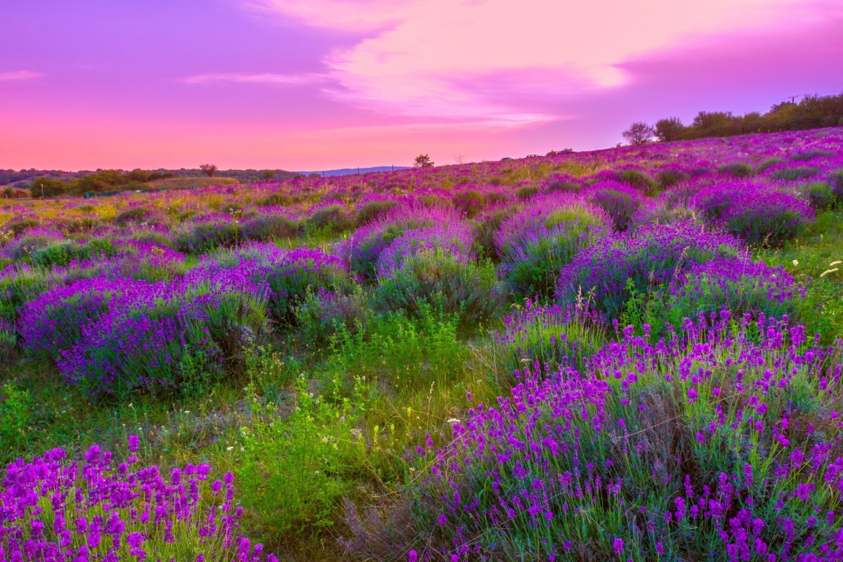 Фиолетовое поле